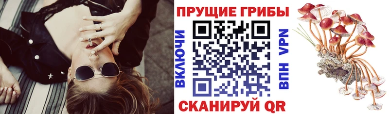 Галлюциногенные грибы MAGIC MUSHROOMS  Тогучин 